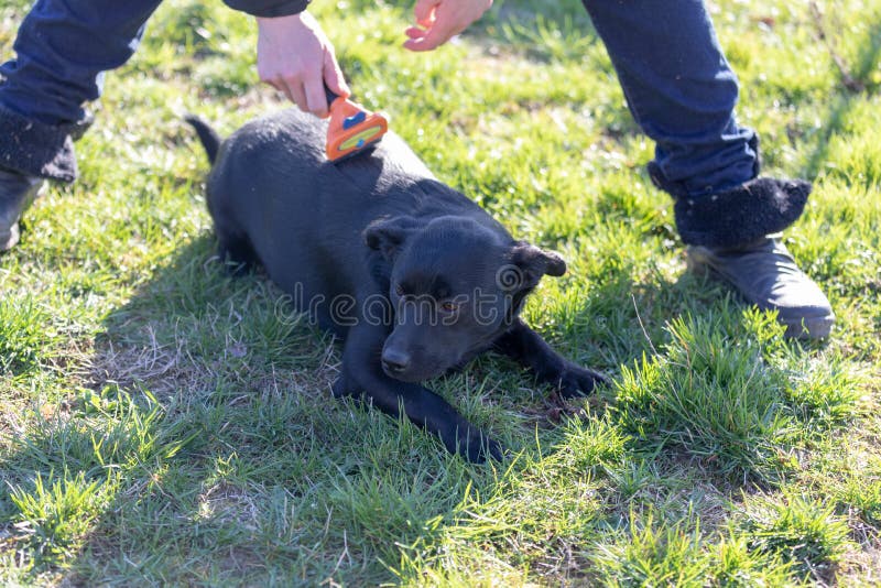 Woman taking care of her labrador puppy, combing puppy hair using dog brush royalty free stock photo Woman taking care of her labrador puppy, combing puppy hair using dog brush royalty free stock photo