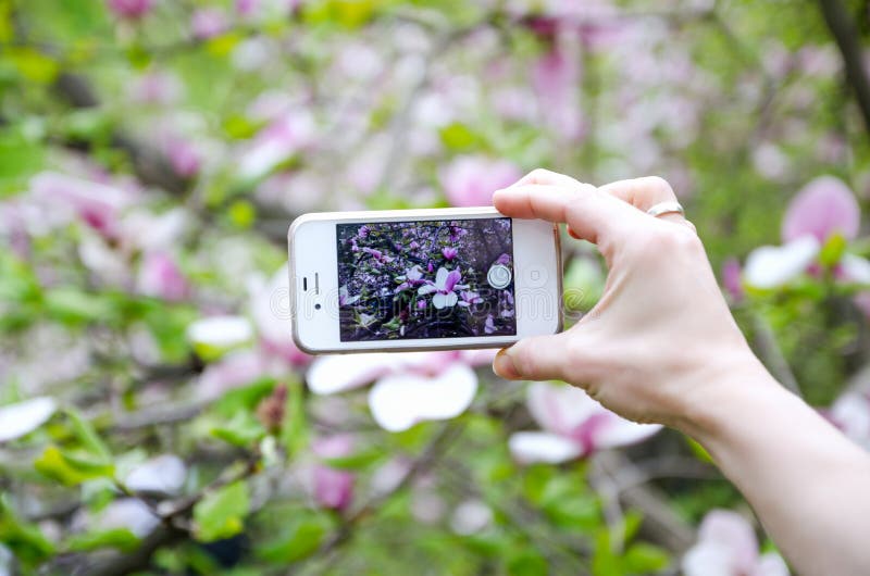 Woman taking photo with mobile cell phone stock photography Woman taking photo with mobile cell phone stock photography
