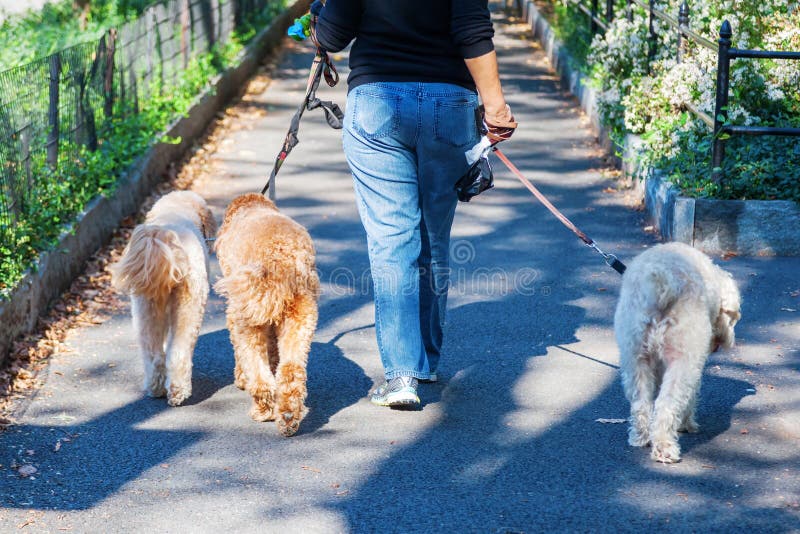 Woman with three dogs stock image. Image of three, pedestrian 64010133