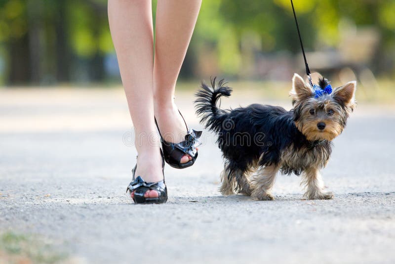 Woman with tiny terrier