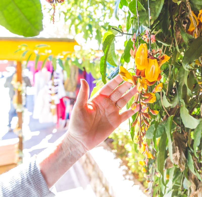 Woman Touching Yellow Flowers in Guatemala. Woman& x27;s hand touching yellow flowers in a market in Guatemala royalty free stock image Woman Touching Yellow Flowers in Guatemala. Woman& x27;s hand touching yellow flowers in a market in Guatemala royalty free stock image