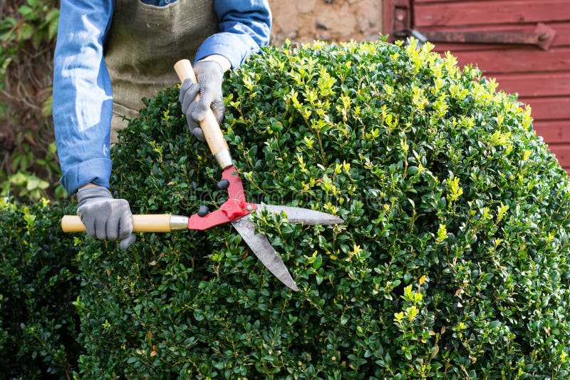 Woman with trimming shares pruning boxwood bushes, gardener pruning branches from decorative bushes in yard in sunny day, garden works concept