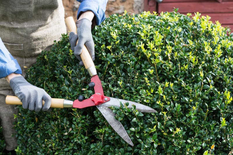 Woman with trimming shares pruning boxwood bushes, gardener pruning branches from decorative bushes in yard in sunny day, garden works concept