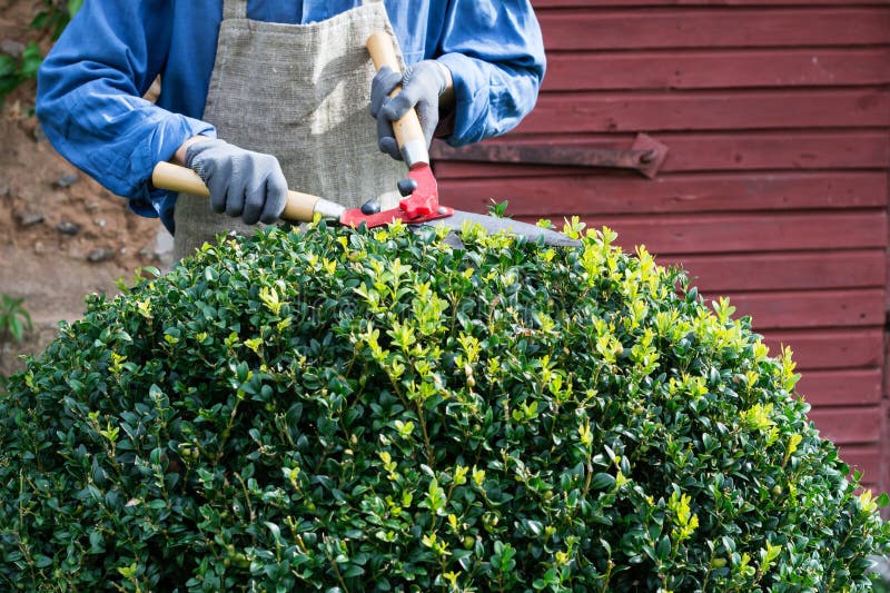 Woman with trimming shares pruning boxwood bushes, gardener pruning branches from decorative bushes in yard in sunny day, garden works concept