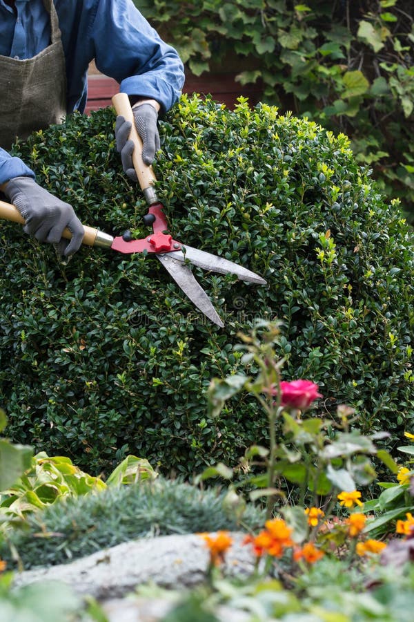 Woman with trimming shares pruning boxwood bushes, gardener pruning branches from decorative bushes in yard in sunny day, garden works concept