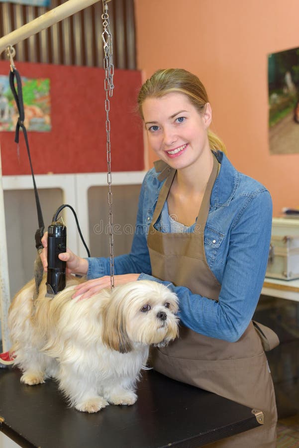 How to Groom a Dog Using Clippers - Wag!