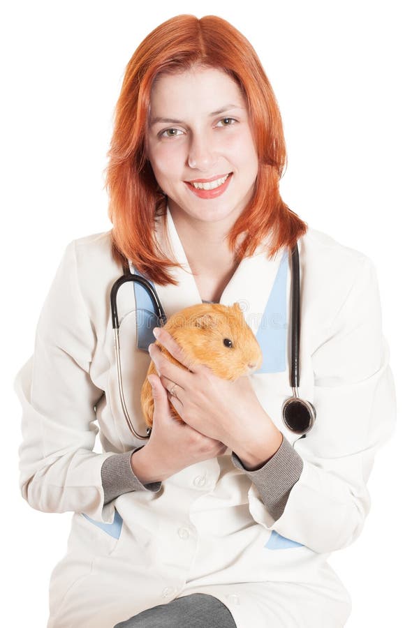 Woman vet with a guinea pig in his hands royalty free stock photos Woman vet with a guinea pig in his hands royalty free stock photos