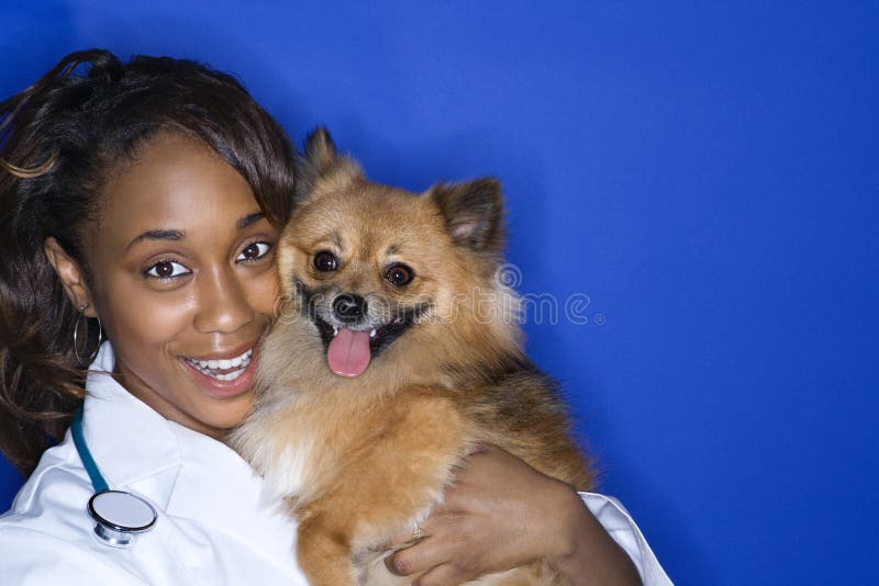 African American young adult female veterinarian holding brown Pomeranian dog. African American young adult female veterinarian holding brown Pomeranian dog.