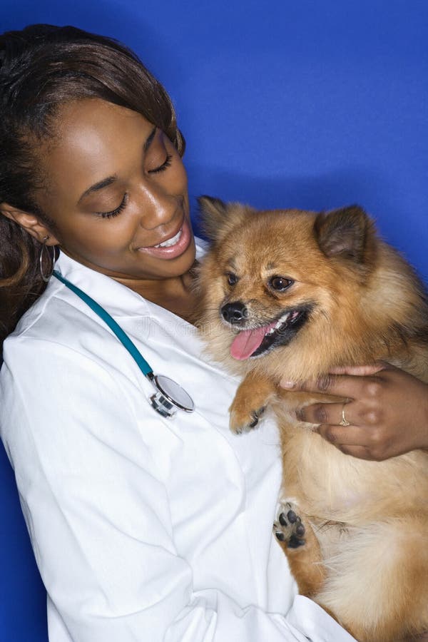 African American young adult female veterinarian holding brown Pomeranian dog. African American young adult female veterinarian holding brown Pomeranian dog.