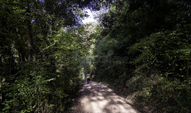 Woman on a walk in the forest royalty free stock images