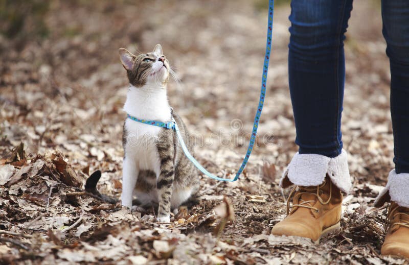 Woman Walking Cat on a Leash Outdoors in Nature Stock Image Image of kitten, walking 140932107