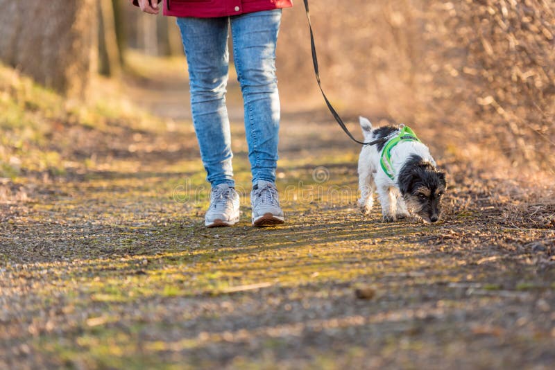 Woman is walking with a small cute obedient Jack Russell Terrier dog in the autumn forest royalty free stock photography Woman is walking with a small cute obedient Jack Russell Terrier dog in the autumn forest royalty free stock photography