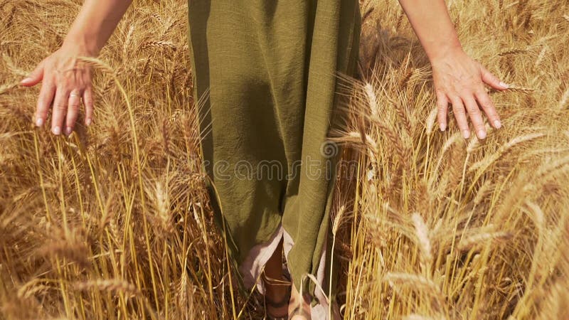 Woman walking through wheat field touching the ears with both hands