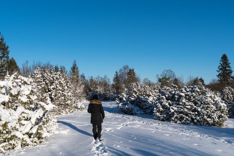 Woman walking in a winterland