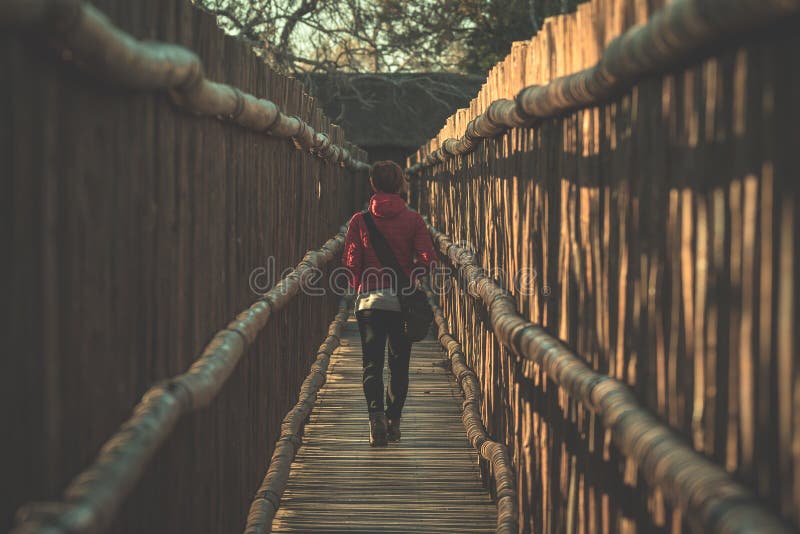 Woman walking in wooden narrow walkway. Protection for tourists in nature and wildlife reserve in South Africa. Concept of adventu stock photo Woman walking in wooden narrow walkway. Protection for tourists in nature and wildlife reserve in South Africa. Concept of adventu stock photo