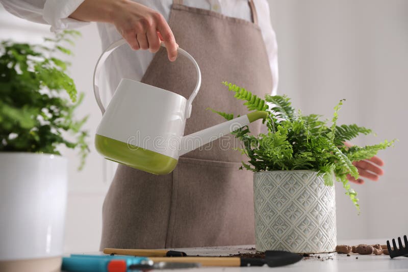 Woman watering fern at white table indoors, closeup. Woman watering fern at white table indoors royalty free stock photos