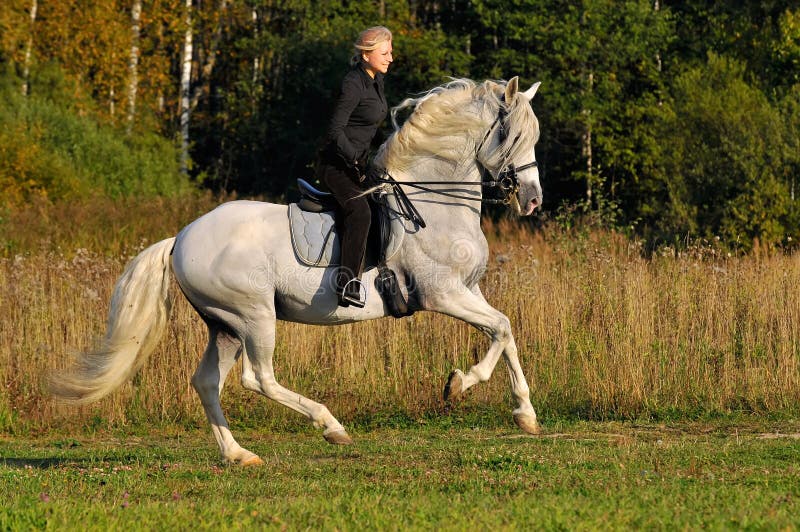Woman on white horse royalty free stock photography Woman on white horse royalty free stock photography