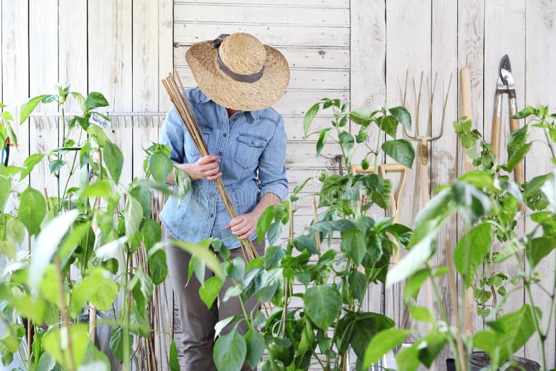 Woman work in the vegetable garden with bamboo sticks in the middle of green plants, take care for plant growth, healthy organic stock photo Woman work in the vegetable garden with bamboo sticks in the middle of green plants, take care for plant growth, healthy organic stock photo
