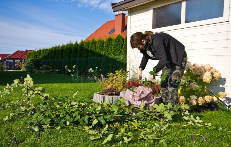 Woman working in a garden, cutting excess twigs of plants stock image Woman working in a garden, cutting excess twigs of plants stock image