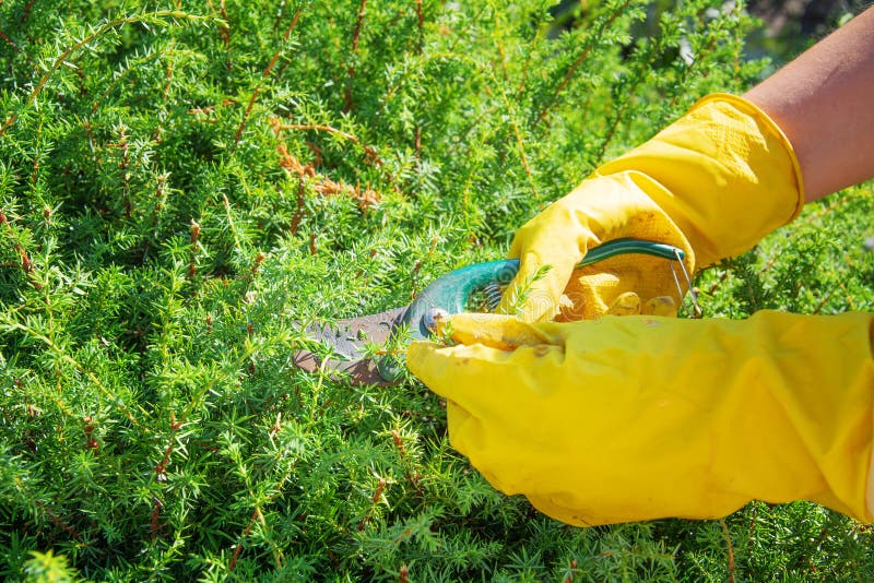 Woman in yellow gloves handles the bushes.