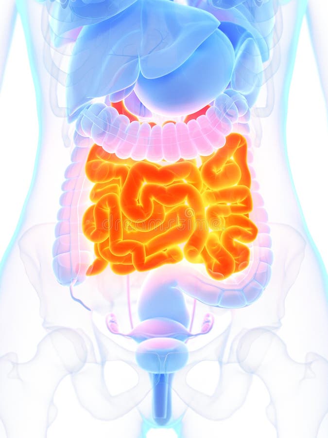 Intestine Obstruction Stock Illustrations 177 Intestine Obstruction Stock Illustrations Vectors Clipart Dreamstime