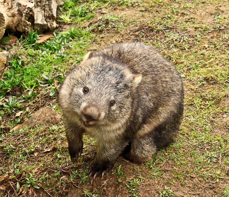 Australian cute and smiling wombat