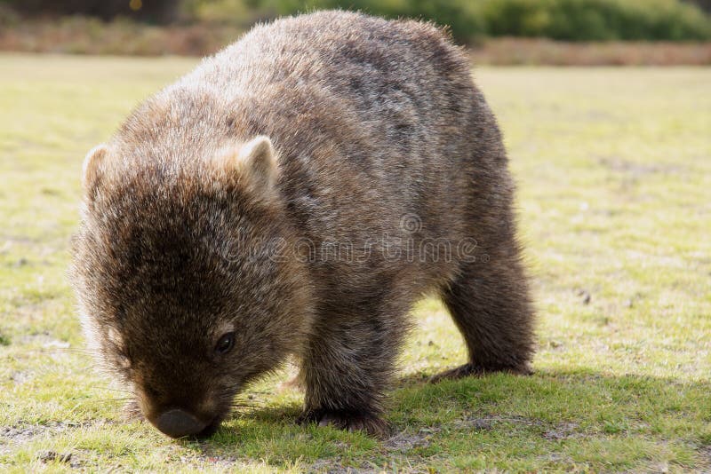 1 224 Wombat Photos Free Royalty Free Stock Photos From Dreamstime