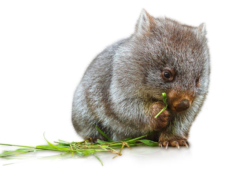 Wombat eating