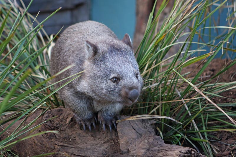 Wombat in between grass