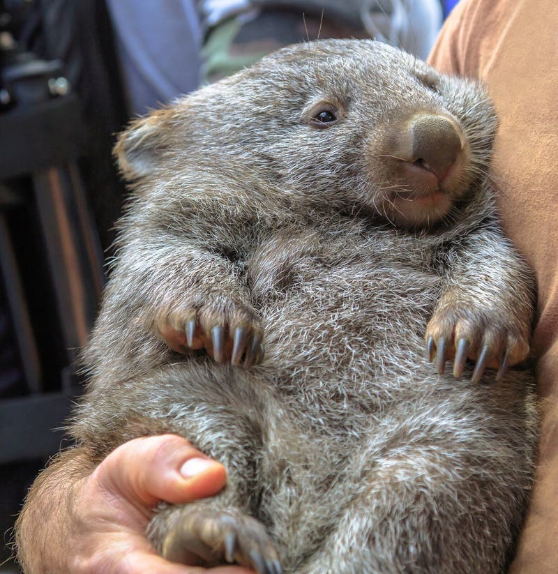 10 Wombat Free Stock Photos Stockfreeimages