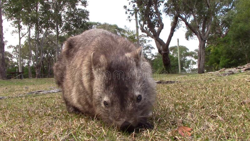 Wombat mangeant avec des bruits de faune australienne
