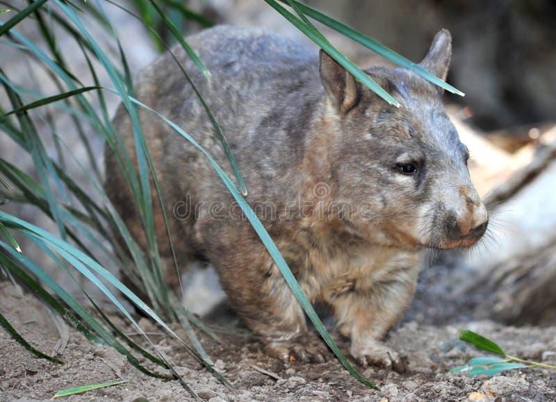 Wombat, terra comum do australiano, queensland, Austrália imagens de stock Wombat, terra comum do australiano, queensland, Austrália imagens de stock