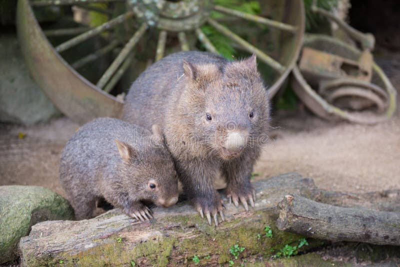 Wombat