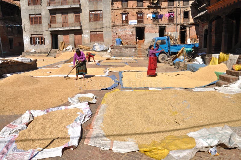 Women drying rice