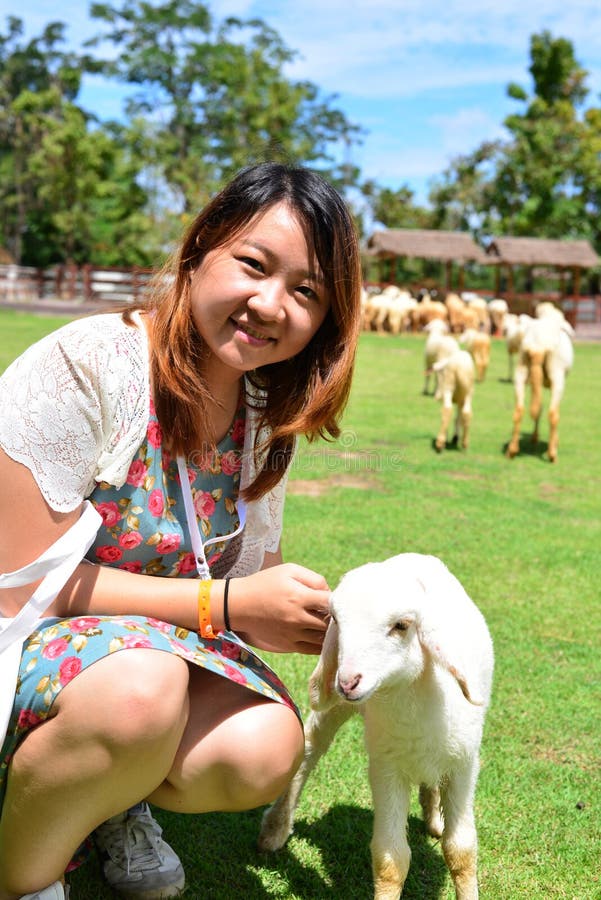 Women feeding sheep stock photography