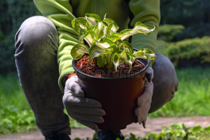 Women gloved hands hold pot with seedling Hosta. Planting plant in the park, garden, backyard