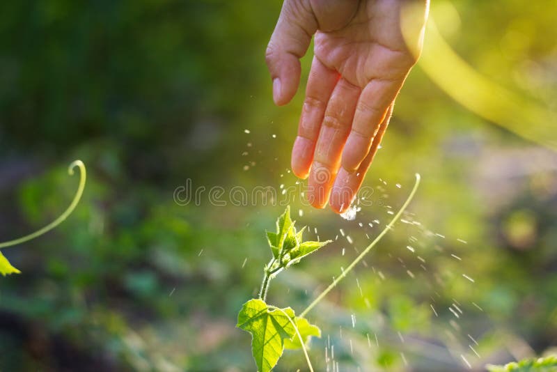 Women hand watering young plants in sunshine on nature background