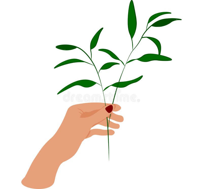 Hands Holding Herbs White Background Stock Illustrations 8 Hands