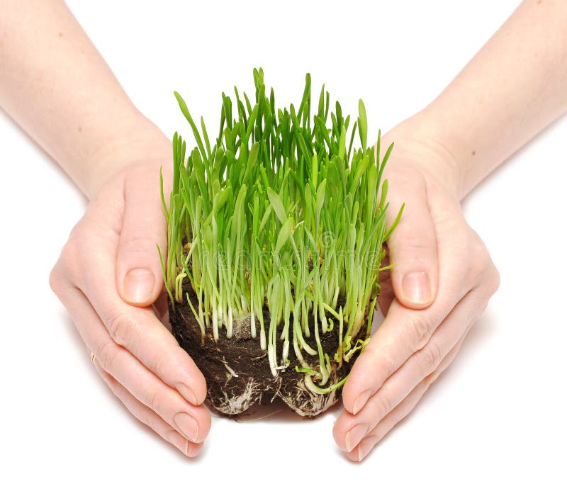 Women hands protect sprouts green grass