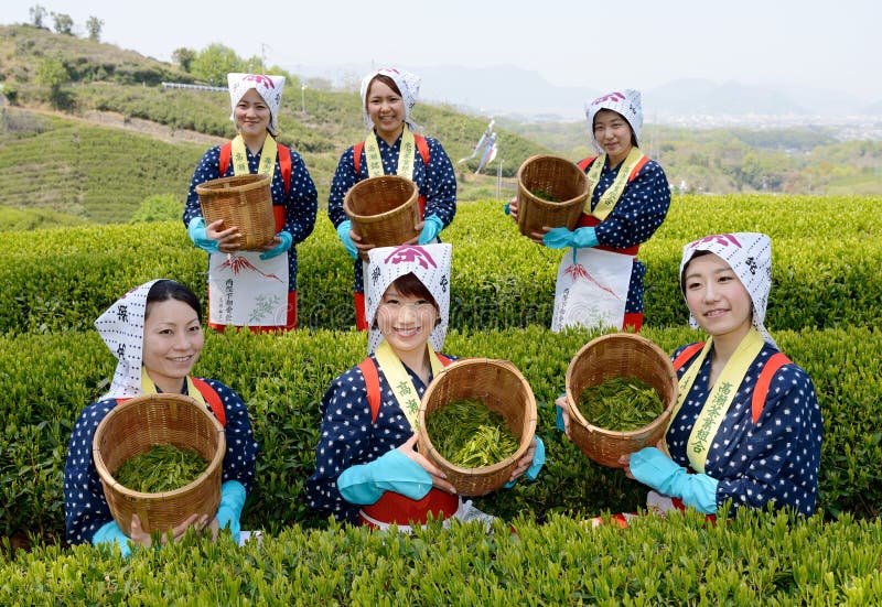 Women harvesting green tea leaves