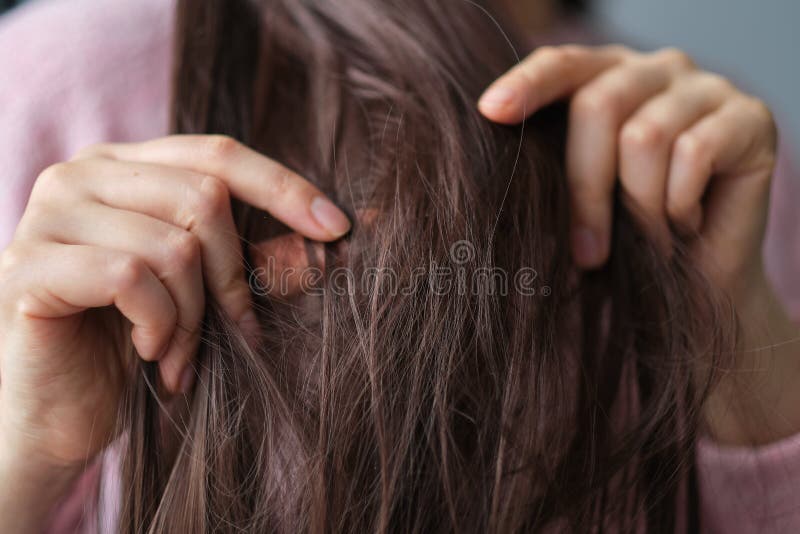Women holding messy hair in hands, Combing with brush and pulls long hair, Long disheveled hair. Female holding messy unbrushed dry hair stock images, royalty-free photos and pictures