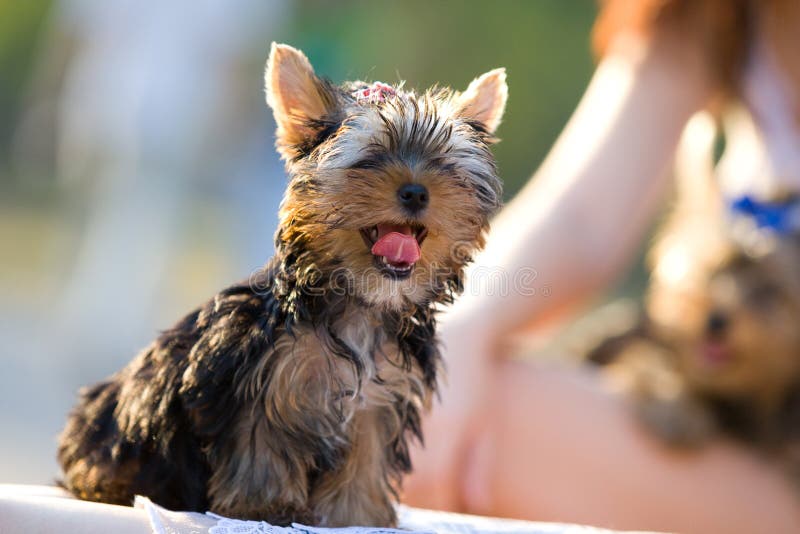 Women holding two terriers