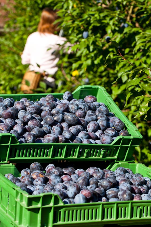Women picking plums stock photo. Image of food, healthy 18186776