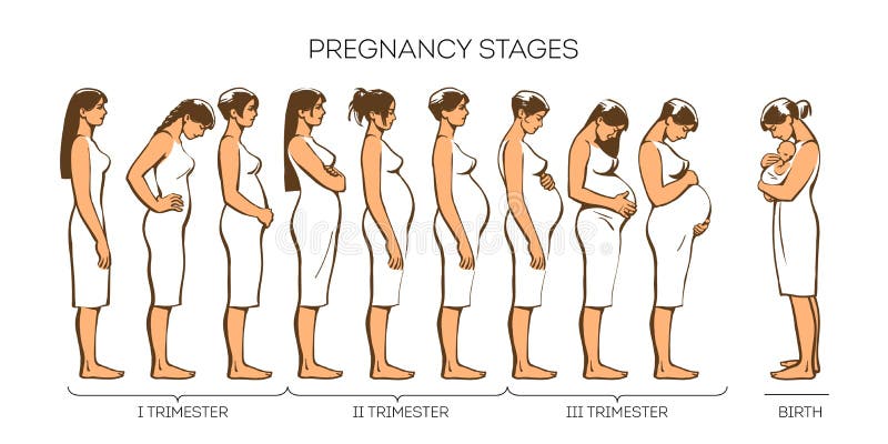 Women Pregnancy Stages stock vector. Illustration of colorful ... Women Pregnancy Stages stock vector. Illustration of colorful ...