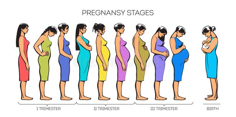 Pregnant Woman Stages