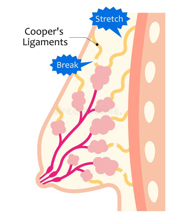 Sagging Boobs Stock Illustrations – 9 Sagging Boobs Stock