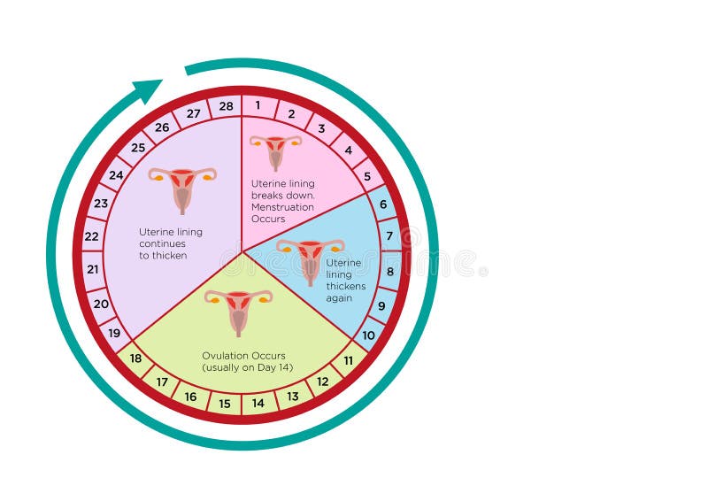 Women S Menstrual Cycle Chart