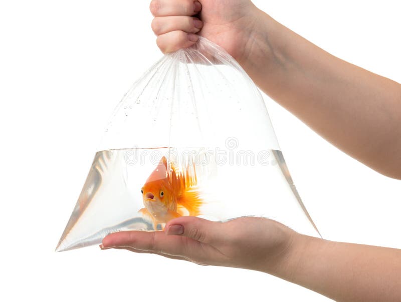 Women`s hands hold a plastic bag of water and a goldfish isolated on white background. File contains a path to isolation.