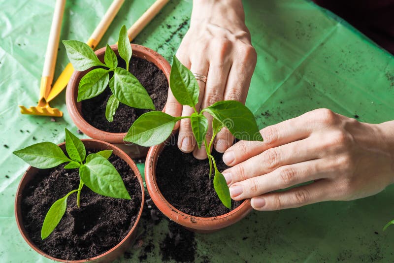 Women`s hands are transplanted the young plants in the spring.