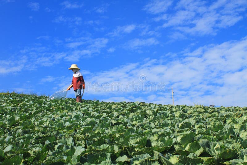 Women are working in Cabbage agriculture fields